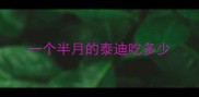 一个半月的泰迪吃多少
