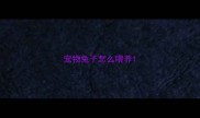宠物兔子怎么喂养