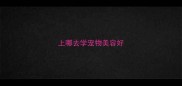 上哪去学宠物美容好