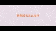 狗狗脱毛怎么治疗