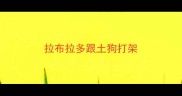 拉布拉多跟土狗打架