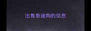 出售泰迪狗的信息