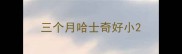 三个月哈士奇好小