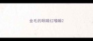 金毛的眼睛红嗜睡