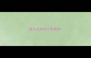 格力犬和哈士奇串种
