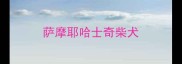萨摩耶哈士奇柴犬