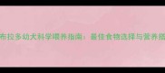 小拉布拉多幼犬科学喂养指南最佳食物选择与营养搭配全
