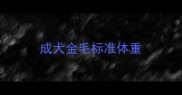 成犬金毛标准体重