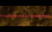 2个月幼犬眼屎多怎么办全攻略教你搞定