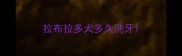 拉布拉多犬多久洗牙