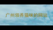广州领养猫咪的网站