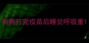 狗狗打完疫苗后睡觉呼吸重
