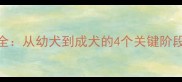 京巴犬成长全从幼犬到成犬的4个关键阶段及饲养要点