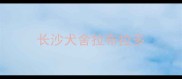 长沙犬舍拉布拉多