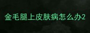 金毛腿上皮肤病怎么办