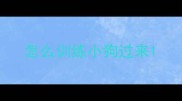 怎么训练小狗过来