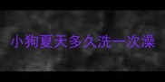 小狗夏天多久洗一次澡