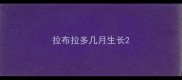 拉布拉多几月生长