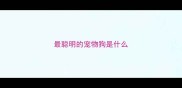 最聪明的宠物狗是什么