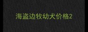 海盗边牧幼犬价格