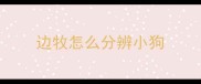 边牧怎么分辨小狗