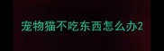 宠物猫不吃东西怎么办