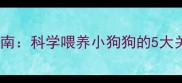 幼犬狗粮泡发指南科学喂养小狗狗的5大关键与注意事项