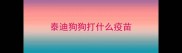 泰迪狗狗打什么疫苗
