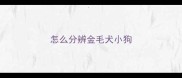 怎么分辨金毛犬小狗