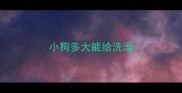 小狗多大能给洗澡