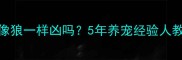 哈士奇到底像狼一样凶吗5年养宠经验人教你真实答案