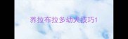 养拉布拉多幼犬技巧
