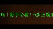 猫咪尿检留尿全攻略新手必看5步正确采集猫咪尿液样本