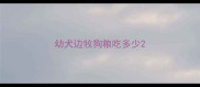 幼犬边牧狗粮吃多少