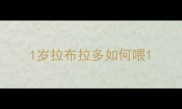 1岁拉布拉多如何喂