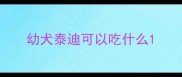 幼犬泰迪可以吃什么