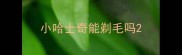 小哈士奇能剃毛吗
