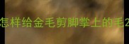 怎样给金毛剪脚掌上的毛