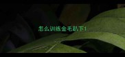 怎么训练金毛趴下