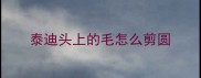泰迪头上的毛怎么剪圆