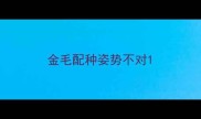 金毛配种姿势不对