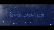 猫咪嘴巴溃疡有口臭