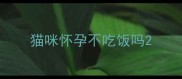猫咪怀孕不吃饭吗