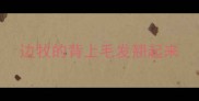 边牧的背上毛发翘起来
