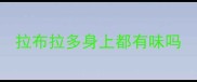 拉布拉多身上都有味吗