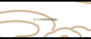 三个月狗狗的狗粮