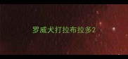 罗威犬打拉布拉多
