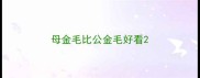 母金毛比公金毛好看