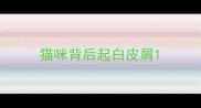 猫咪背后起白皮屑