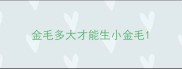 金毛多大才能生小金毛